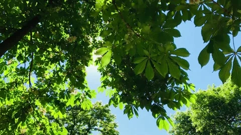 Chestnut Stock Footage 154959913