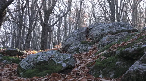 Chestnut forest in autumn Stock Footage 59736720