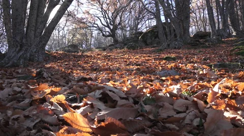 Chestnut forest in autumn Stock Footage 59737141