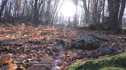 Chestnut forest in autumn Stock Footage 59737181