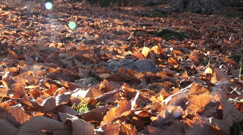 Chestnut forest in autumn Stock Footage 59737258