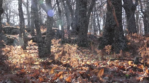 Chestnut forest in autumn Stock Footage 59738206