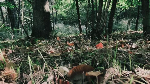 Chestnut forest first person low angle handheld shot Видео 278843941