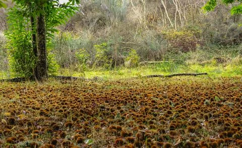 Chestnut forest Stock Photos