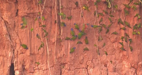 Chestnut-fronted Macaw Flying and Landing at Clay Lick Filled with Parakeets Stock Footage 325494746