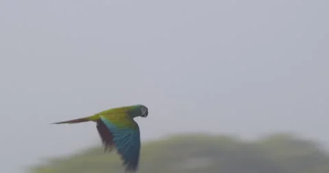 Chestnut-fronted macaw Flying over Amazonian rainforest canopy , camera Stock Footage 299975937