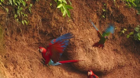 Chestnut fronted macaw gets intimidated due to incoming flying scarlet macaw Stock Footage 298209393