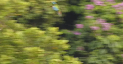 Chestnut-fronted macaw glides in, flapping its wings, landing gracefully atop a Stock Footage 300301481
