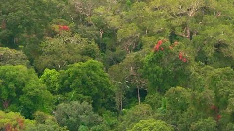 Chestnut-Fronted Macaw Group Flying Above Rainforest Canopy in Tambopata, Peru, Stock Footage 314327080