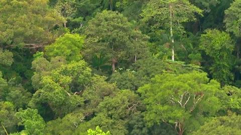 Chestnut-Fronted Macaw Group Flying Over Rainforest Canopy in Tambopata, Peru, Stock Footage 314327215