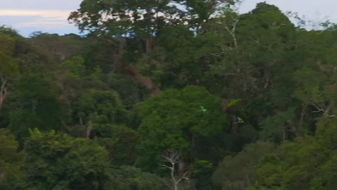 Chestnut-Fronted Macaw Pair Flying Above Rainforest Canopy in Tambopata, Peru, Stock Footage 314326064