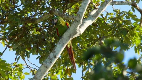 Chestnut-fronted Macaw parrot in rainforest jungle one alone Stock Footage 285871277