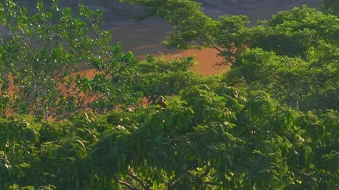 Chestnut-Fronted Macaw Perched then Taking Off from Tree in Tambopata, Peru, Stock Footage 314326018