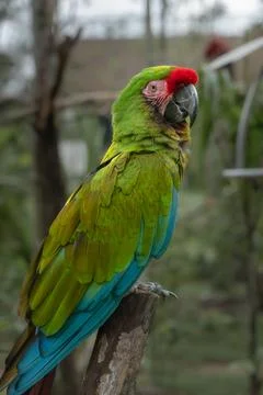 Chestnut-fronted  macaw perching on the branch of a tree Stock Photos