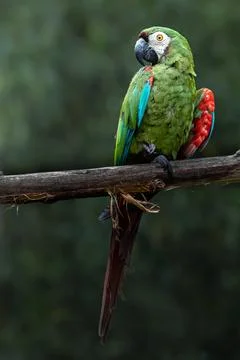 Chestnut-fronted macaw Stock Photos