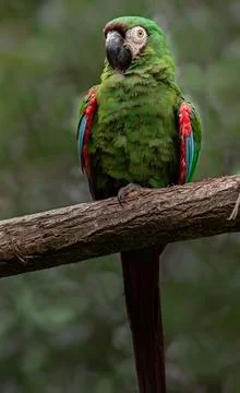 Chestnut-fronted macaw Stock Photos