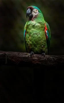 Chestnut-fronted macaw Stock Photos