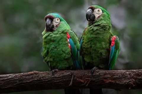 Chestnut-fronted macaw Stock Photos