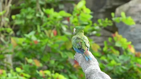 Chestnut-fronted macaw, severe macaw (ara severus) perched on chopped off Stock Footage 265980347