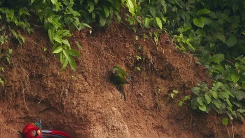 Chestnut-fronted macaw sharing the chuncho clay lick with the Scarlet macaw on Stock Footage 298209033