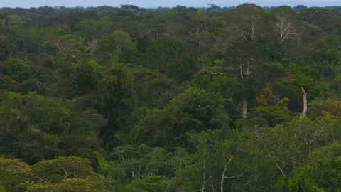 Chestnut-Fronted Macaw Trio Flying Above Rainforest Canopy in Tambopata, Peru, Stock Footage 314326147