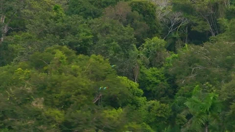 Chestnut-Fronted Macaw Trio Flying then Landing on Tree Canopy in Tambopata, Stock Footage 314326820