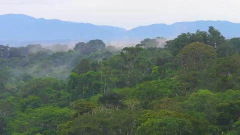 Chestnut-Fronted Macaws Flying Above Rainforest Canopy in Tambopata, Peru, Stock Footage 314325908