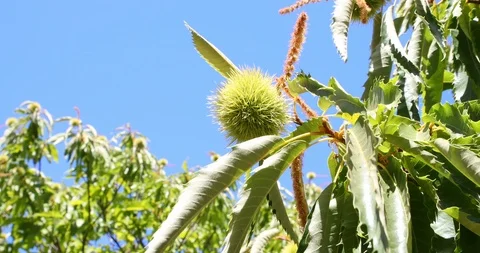 Chestnut fruit and leaves of tree moving by the wind with blue sky Stock Footage 118243896
