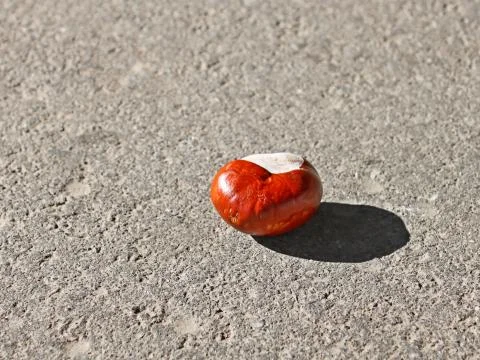 Chestnut fruit on the asphalt Stock Photos
