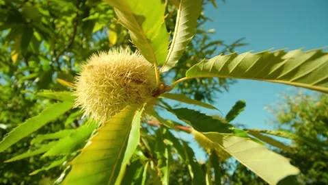 Chestnut fruit in barbed shell ripens under bright sunlight Video stock 164780325