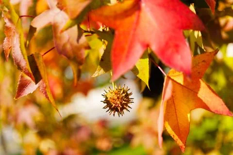 Chestnut fruit on the branch Stock Photos