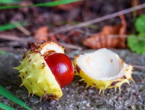 Chestnut fruit of a close-up Stock Photos