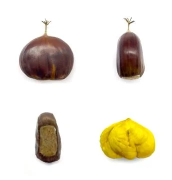 Chestnut fruit from different view Stock Photos