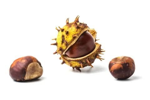 Chestnut fruit half open isolated on white background Stock Photos