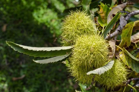 Chestnut fruit Stock Photos