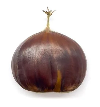 Chestnut fruit Stock Photos