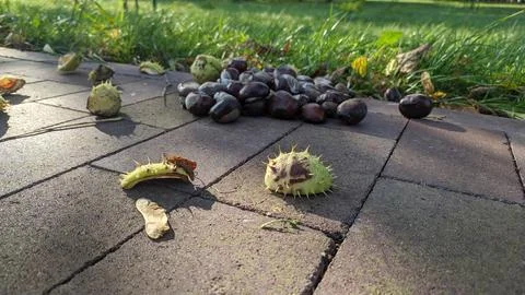 Chestnut fruit on the road Stock Photos