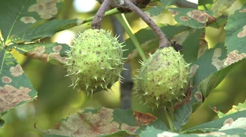 Chestnut fruit on tree Stock Footage