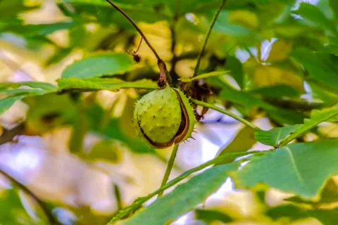 Chestnut fruit on a tree with split open spiny bur Stock Photos
