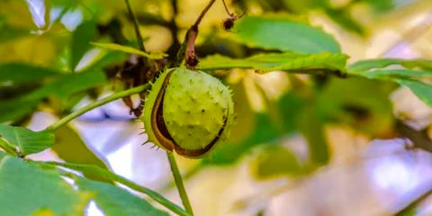 Chestnut fruit on tree with split open spiny shell Foto stock