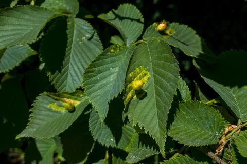 Chestnut gall wasp Stock Photos