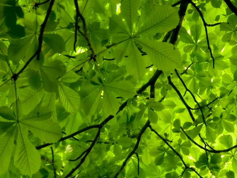 Chestnut green leafs  background Stock Photos