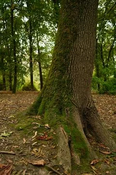 Chestnut with green moss on the side Stock Photos