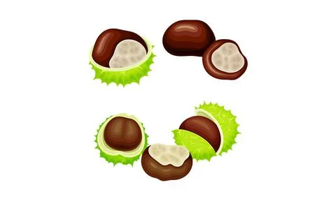 Chestnut green prickly shell with nuts set. Organic medical plant vector イラスト素材