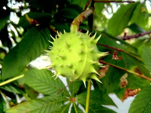 Chestnut in green shell in tree Stockfoto's