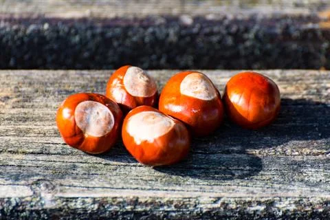 Chestnut at the Ground 1 Stock Photos