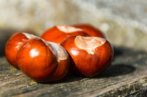 Chestnut at the Ground 2 Stock Photos