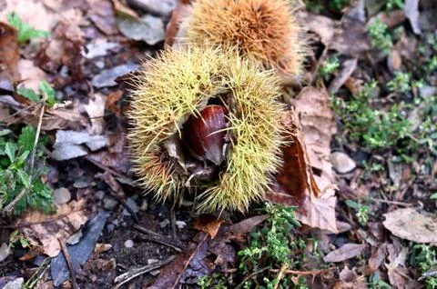 Chestnut on the ground in a forest Stock Photos