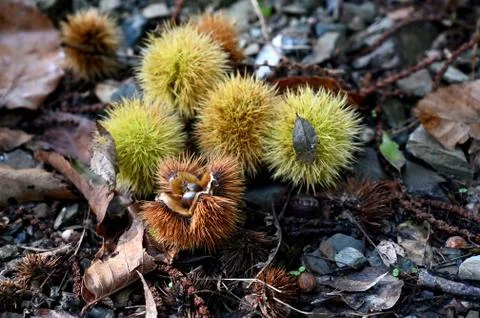 Chestnut on the ground in a forest Stock Photos