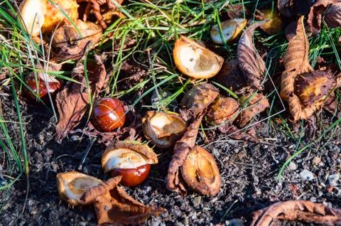 Chestnut at the Ground Stock Photos